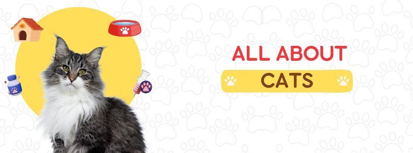 Cat Banner